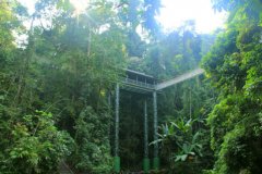 “踏空”观雨林 望天树雨林廊桥悬空的玻璃过道